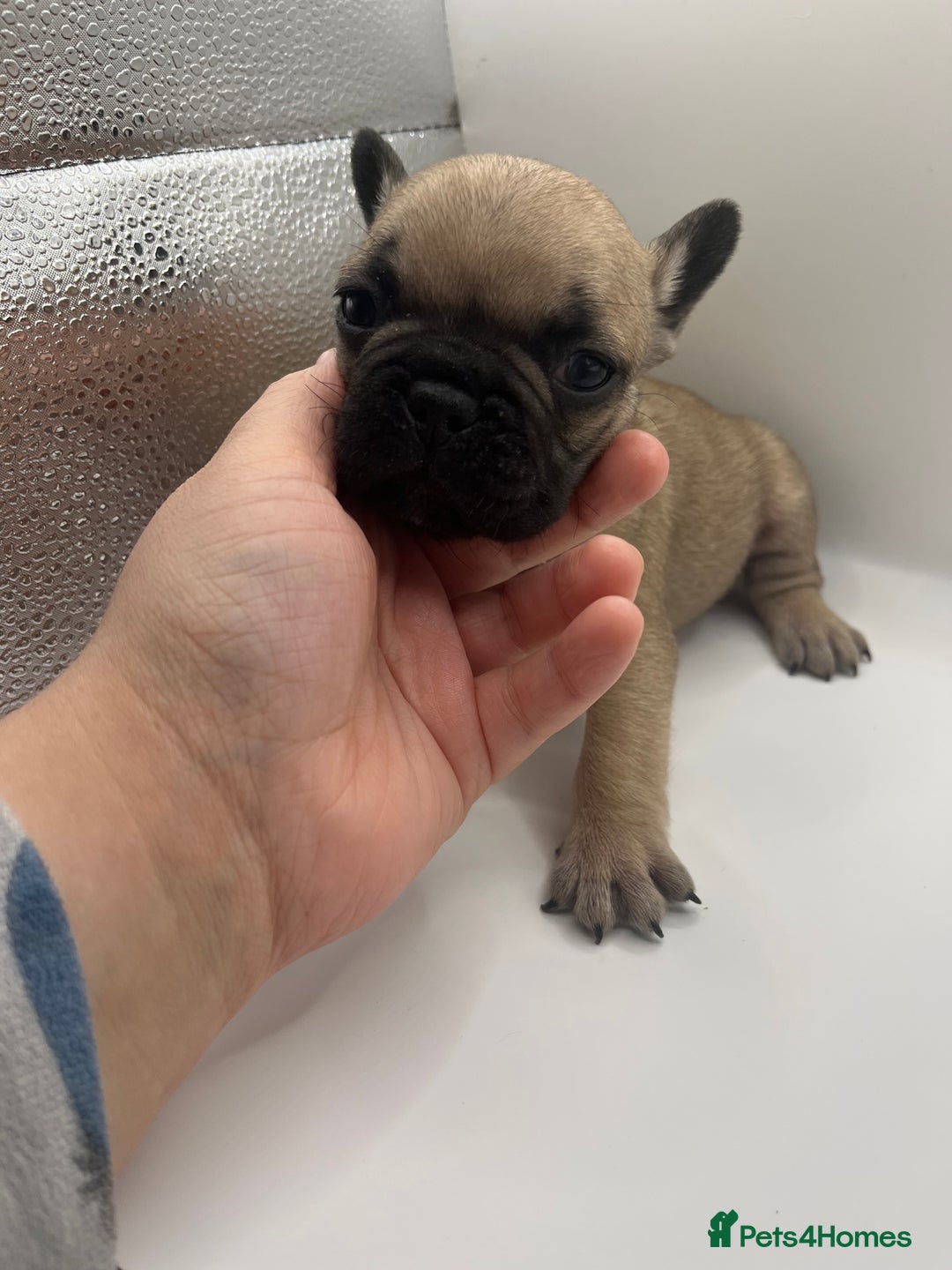 French Bulldog dogs for sale: French bulldog puppies - Advert 16