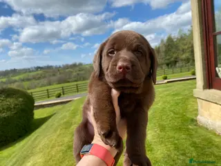 Labrador Retriever dogs Quality Chocolate Labrador Puppies, Ready 5 May - Advert 7
