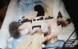 Ragdoll cats for sale: Ragdoll kittens  - Image 4