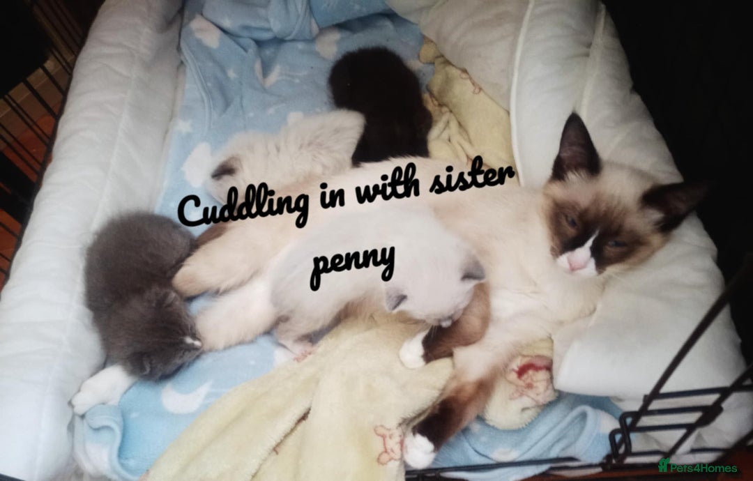 Ragdoll cats for sale: Ragdoll kittens  - Image 4