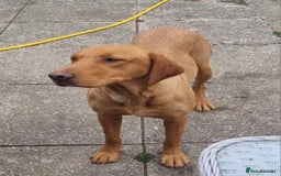 Labrador Retriever dogs for sale: Gorgeous lab girl looking for her new sofa - Image 4