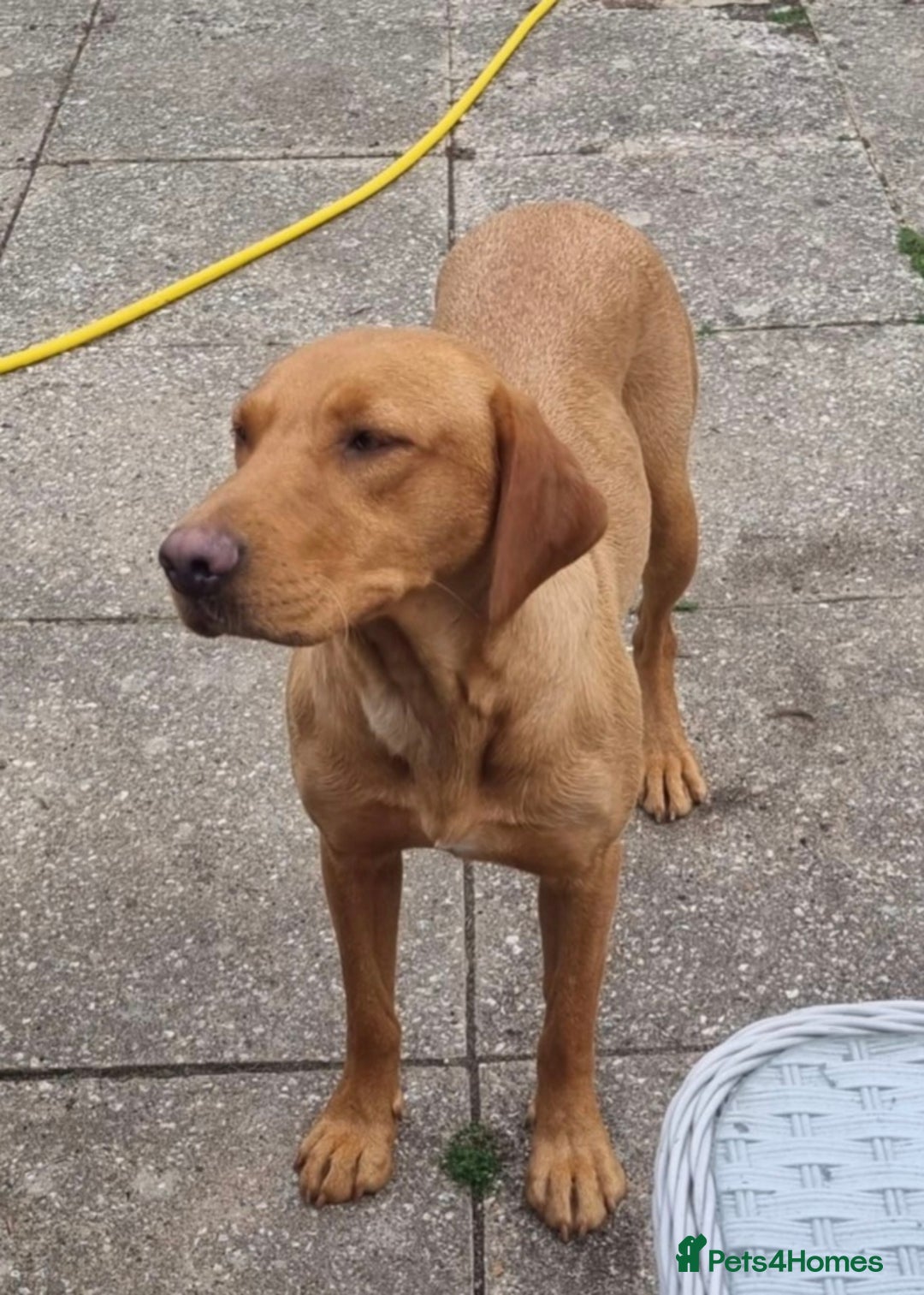Labrador Retriever dogs for sale: Gorgeous lab girl looking for her new sofa - Image 4