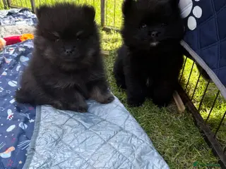 Pomeranian dogs Pomeranian - Advert 11