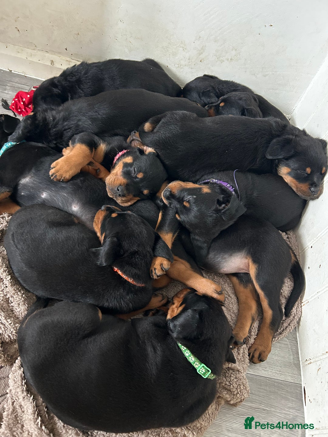 Rottweiler dogs for sale: Rotwellier puppies READY NOW  - Advert 3