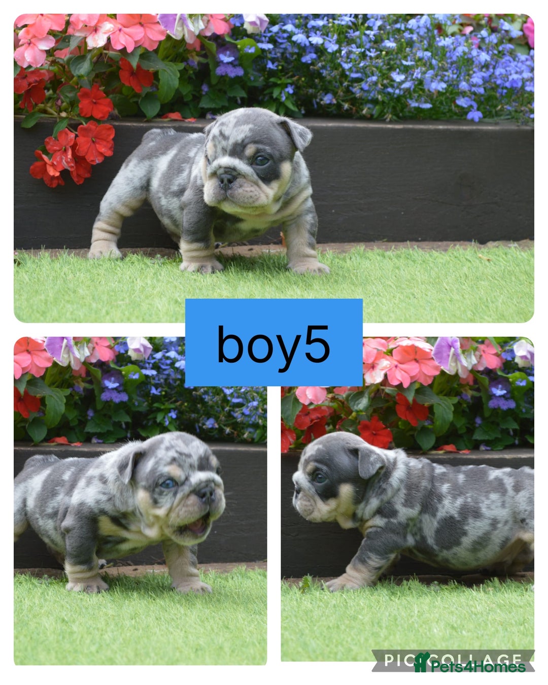 English Bulldog dogs for sale: Outstanding English bulldog puppies  - Image 6