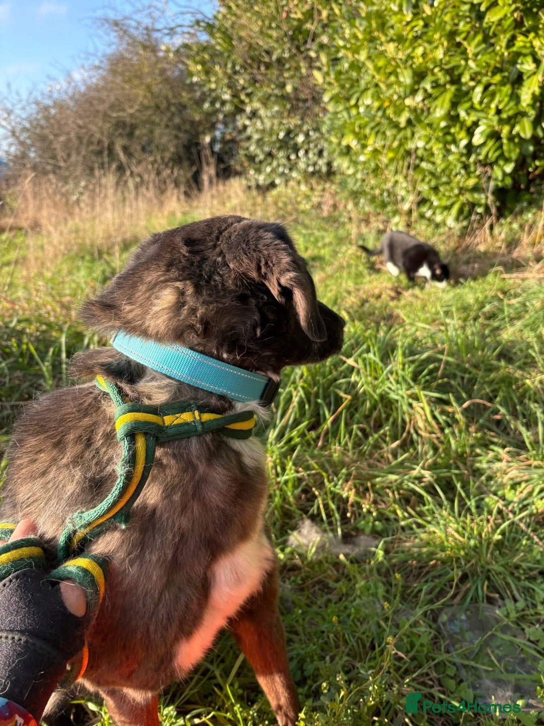 Mixed Breed dogs for adoption: Felice - Norwich Norfolk  - Advert 12