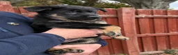German Shepherd dogs for sale: KC Reg Working Line German Shepherd Pups. - Advert 9