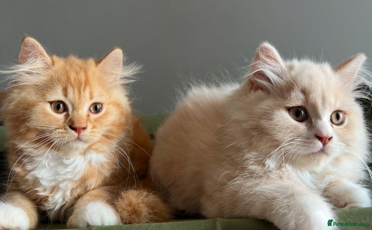 British Longhair cats - Advert 2