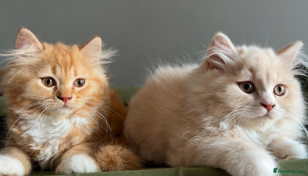 British Longhair cats for sale: British longhair kittens for sale - Image 1