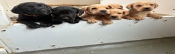 Labrador Retriever dogs for sale: 7 kc Labrador pups  - Advert 2