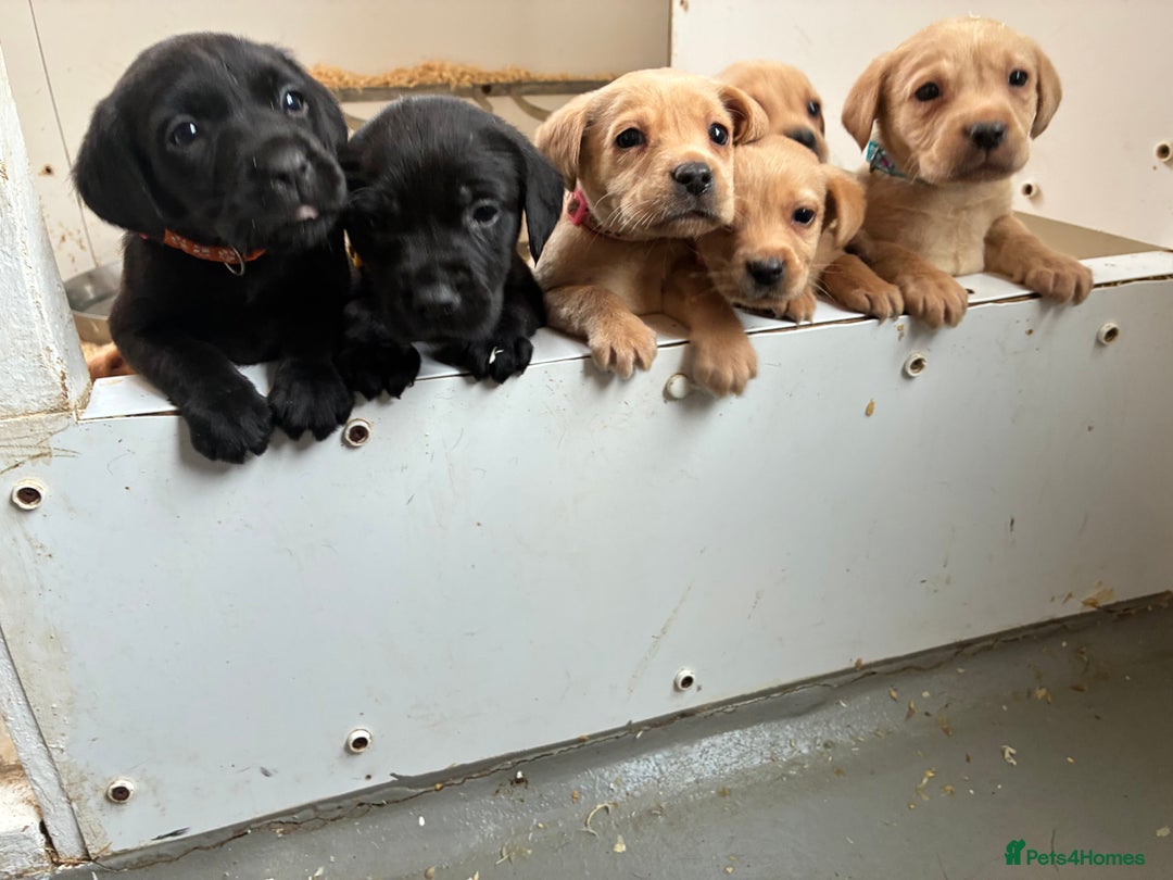 Labrador Retriever dogs for sale: 7 kc Labrador pups  - Advert 2