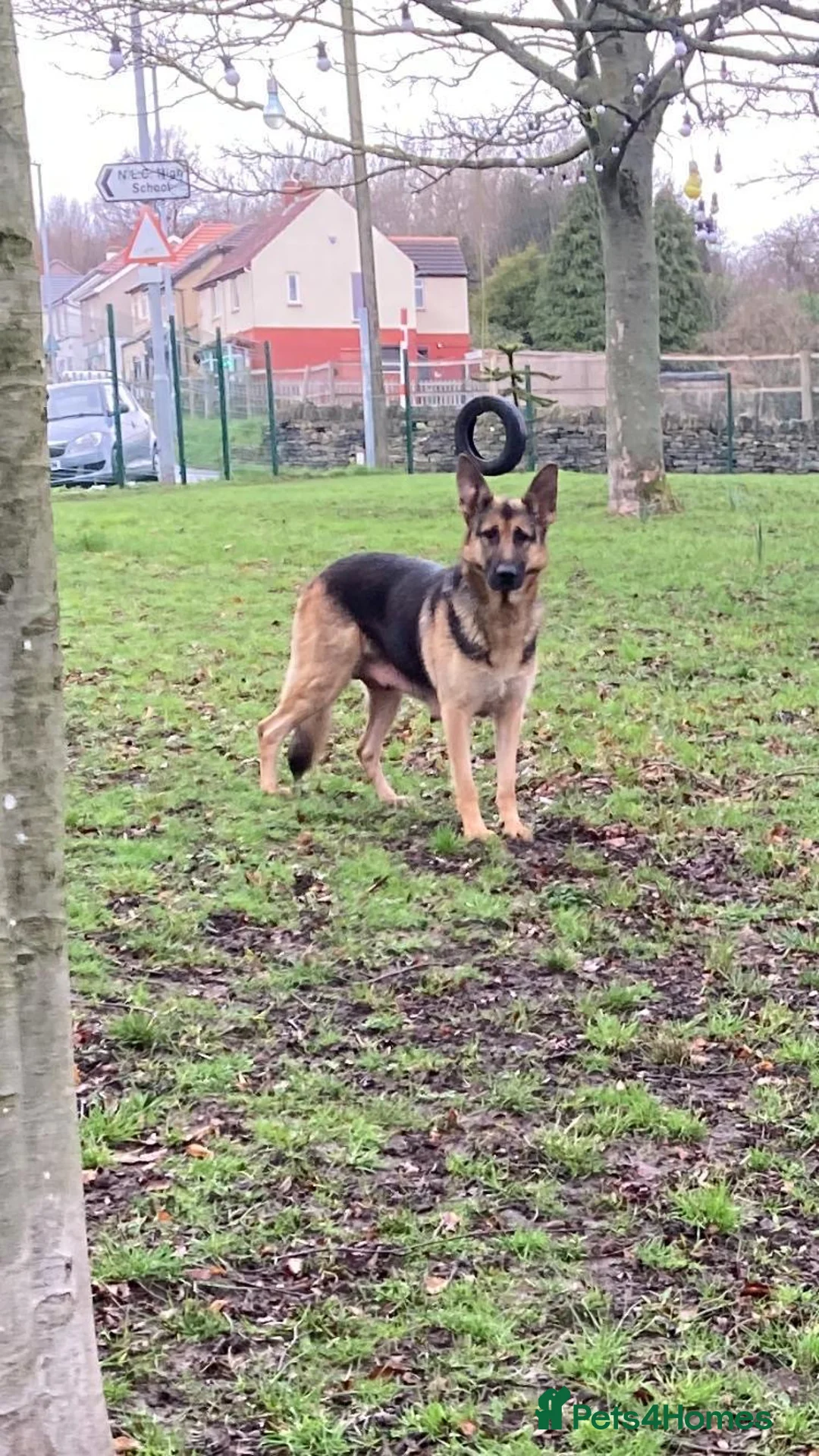 German Shepherd dogs for sale: German shepherd puppies  - Advert 1