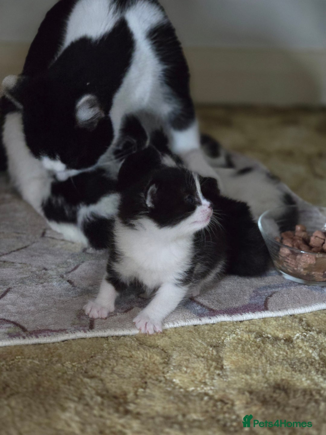 Mixed Breed cats for sale: Pretty black and white fluffy kittens - Image 18