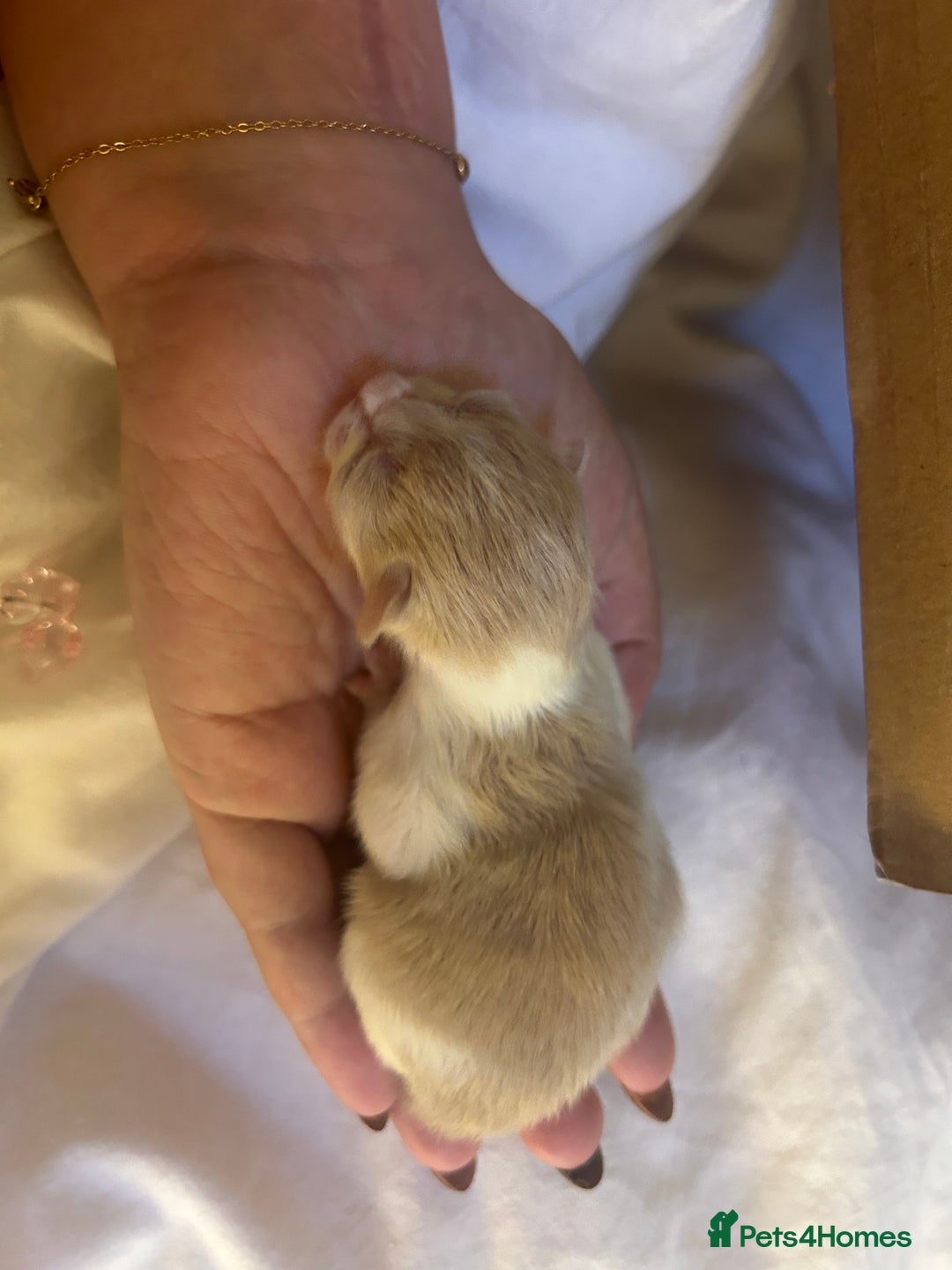 Mixed Breed cats for sale: Stunning ragdoll mix kittens for 5 star homes - Image 9