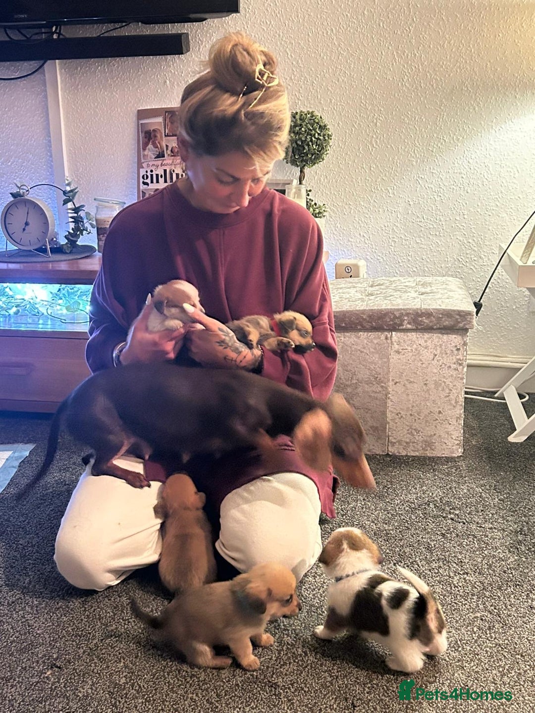 Mixed Breed dogs for sale: Dameranian Fluffballs  - Advert 5