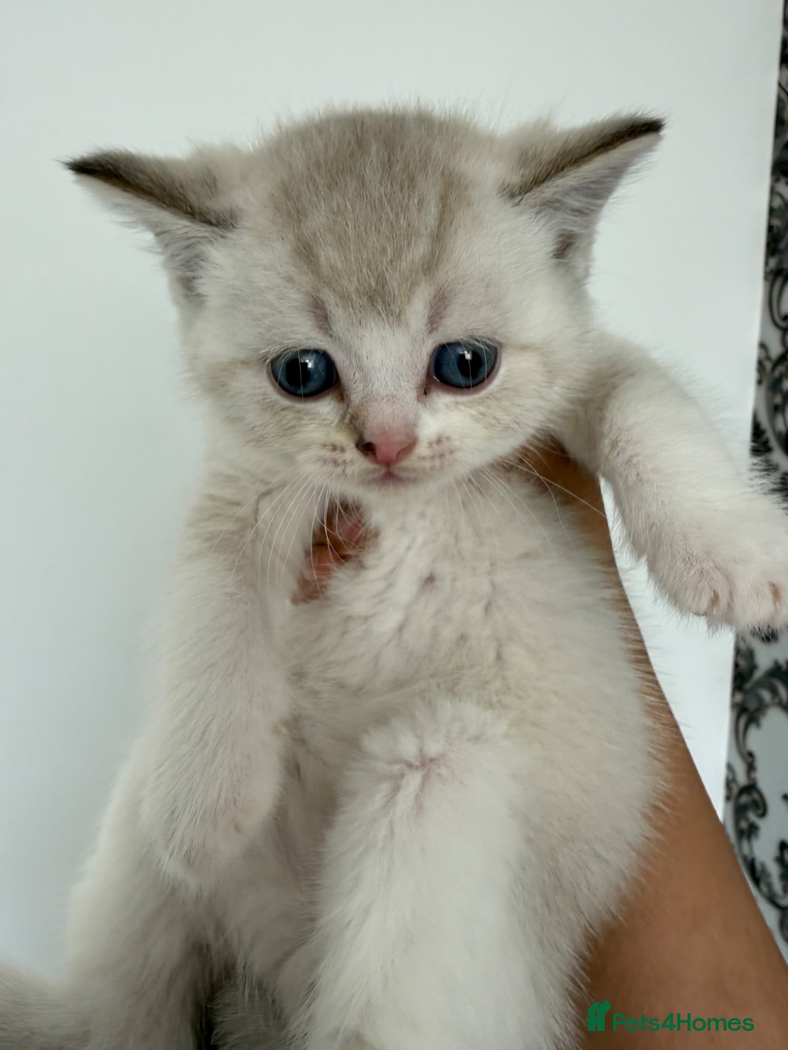 British Shorthair cats for sale: British Shorthair kittens - Advert 6