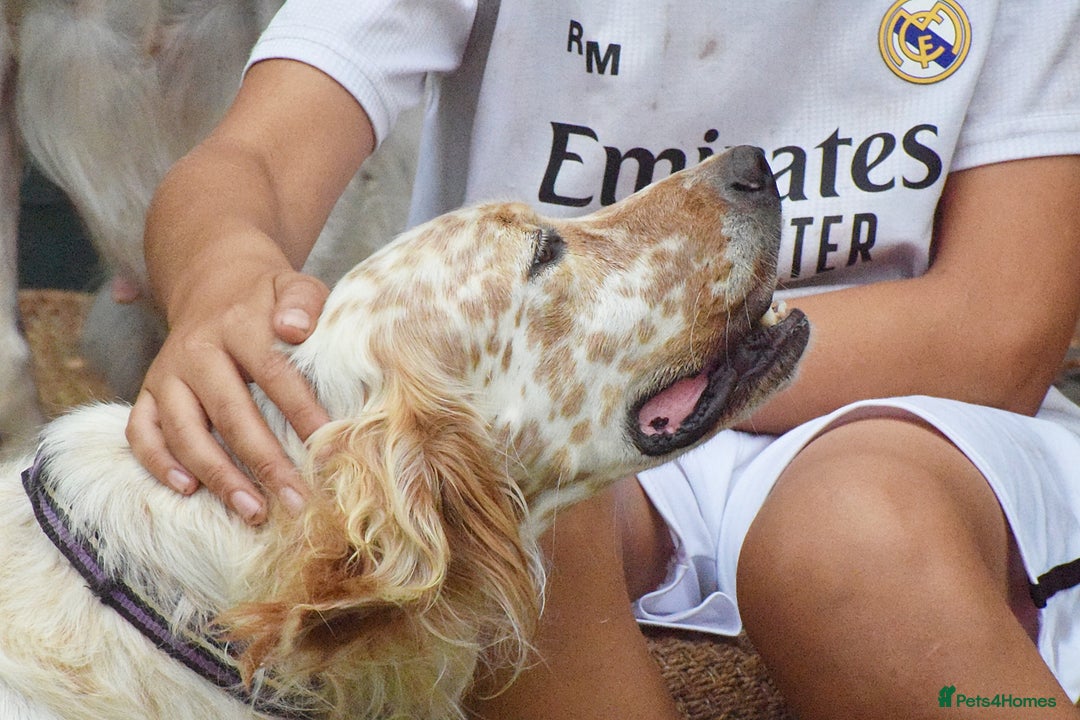 English Setter dogs for adoption: Figo  - Image 10