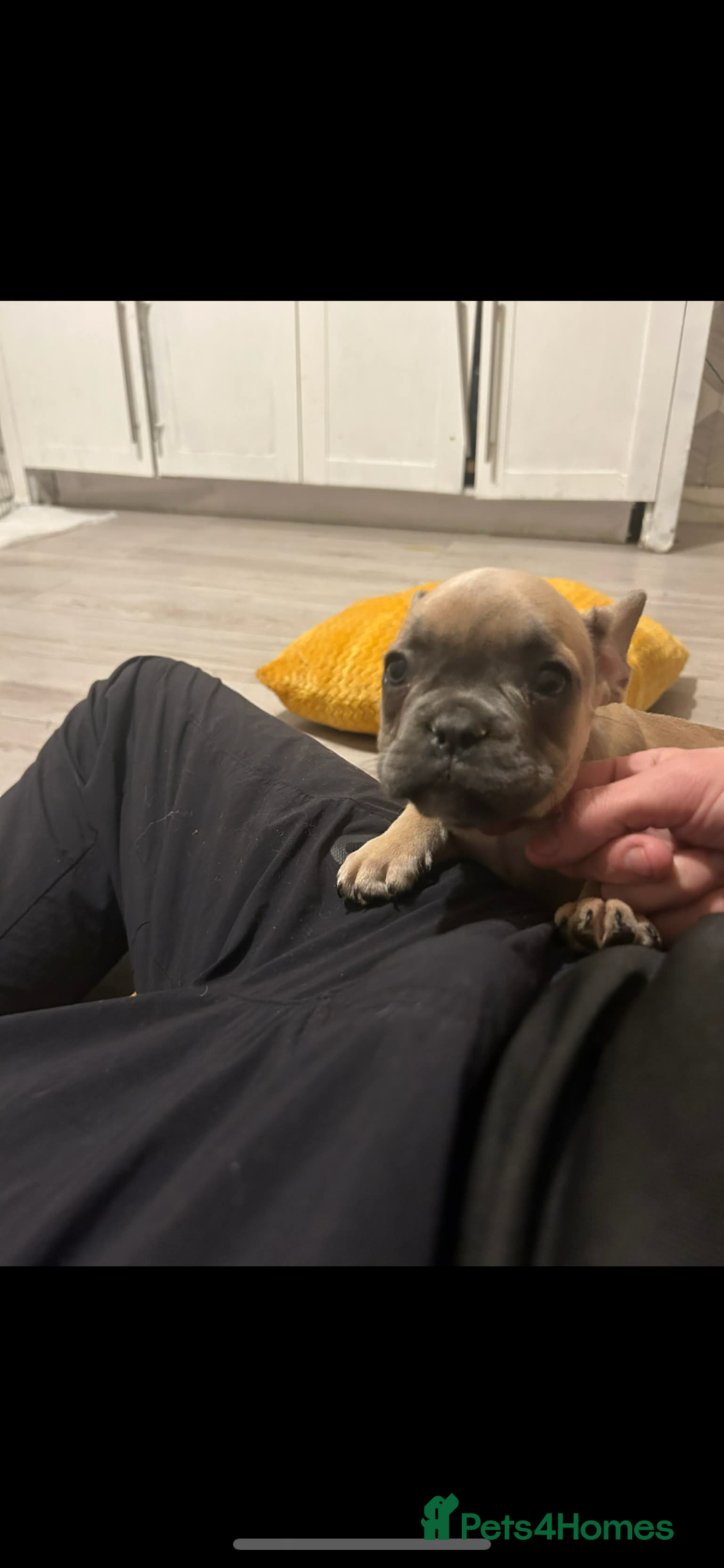 French Bulldog dogs for sale: French bulldog pups ready Now reduced‼️ - Advert 11