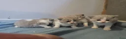 British Shorthair cats for sale: British shorthairs  kittens  - Advert 2