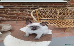 Siamese cats for sale: 5 Classic Seal Points looking for forever homes - Image 6