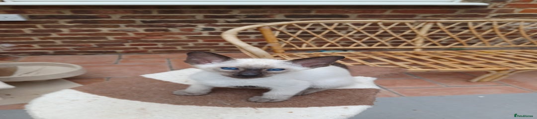 Siamese Kitten Male no Collar