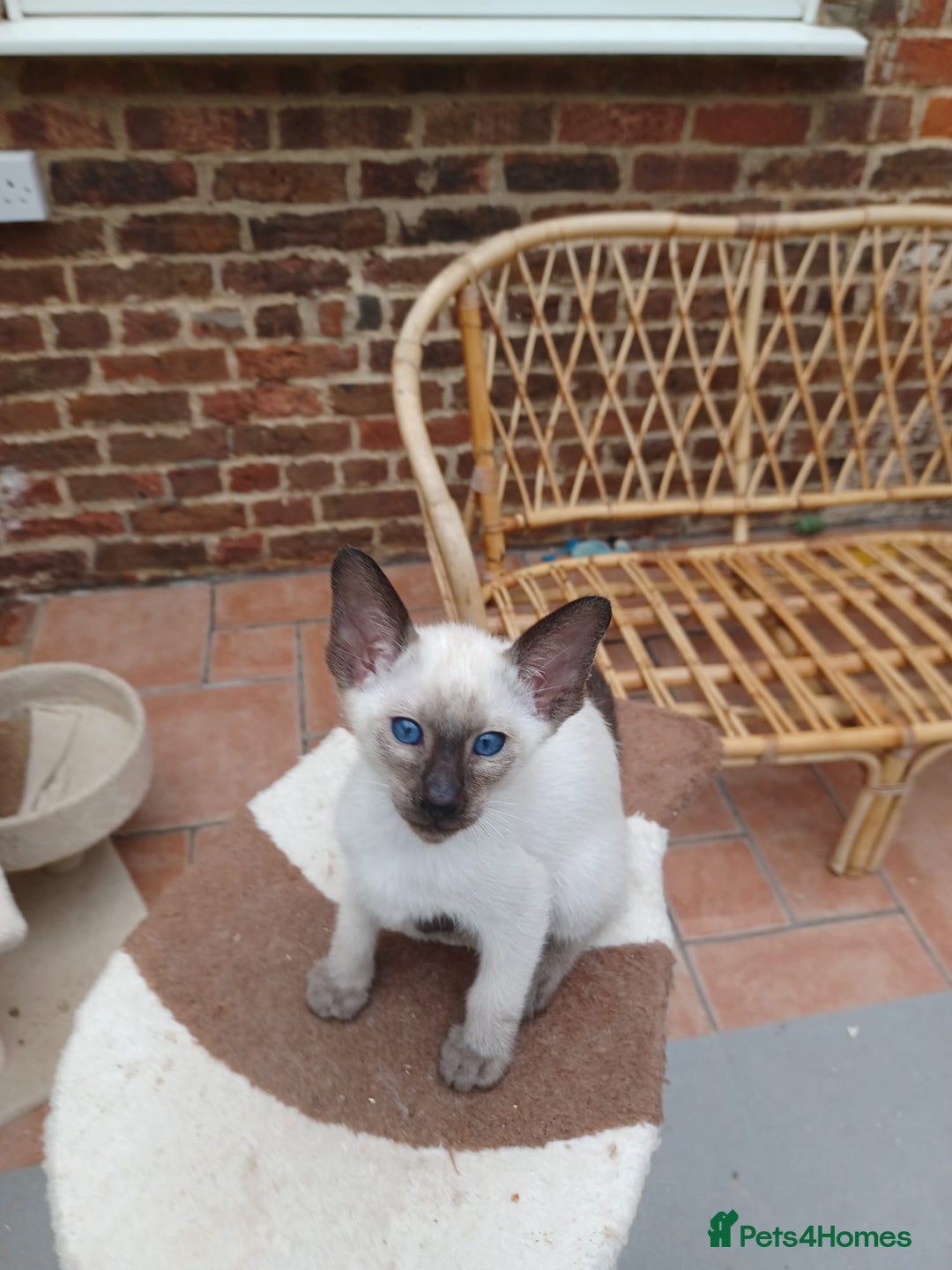 Siamese cats for sale: 5 Classic Seal Points looking for forever homes - Image 6