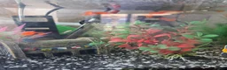 Other/Mixed Breed fish for sale: Guppies 4 sale  in Basildon - Advert 4