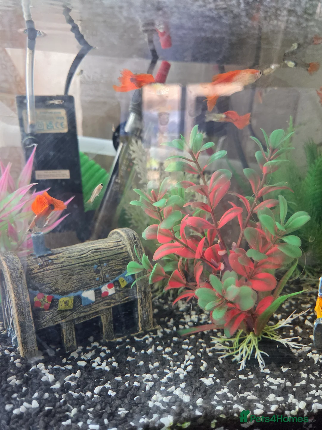 Other/Mixed Breed fish for sale: Guppies 4 sale  in Basildon - Advert 4