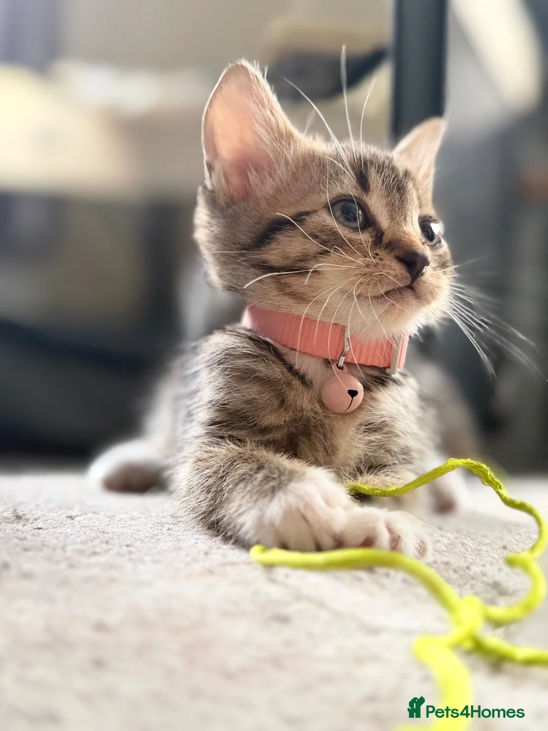 Mixed Breed cats for sale: Two beautiful kittens - Advert 2