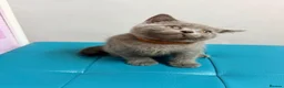 British Shorthair cats for sale: Ready now 💙❤️Fluffy’s BSH💙❤️ - Advert 5