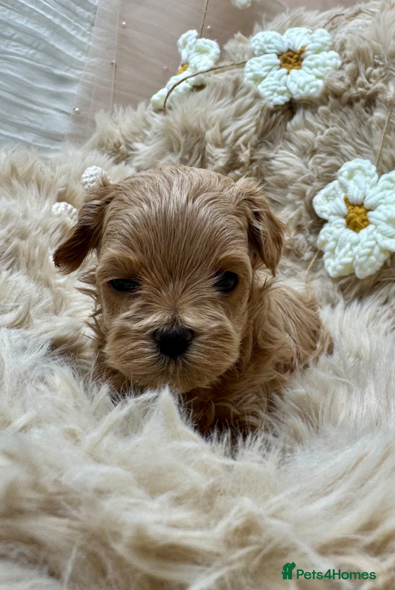 Maltipoo dogs F1 Asian Poodle x Korean Maltese. Maltipoo boys  - Advert 2