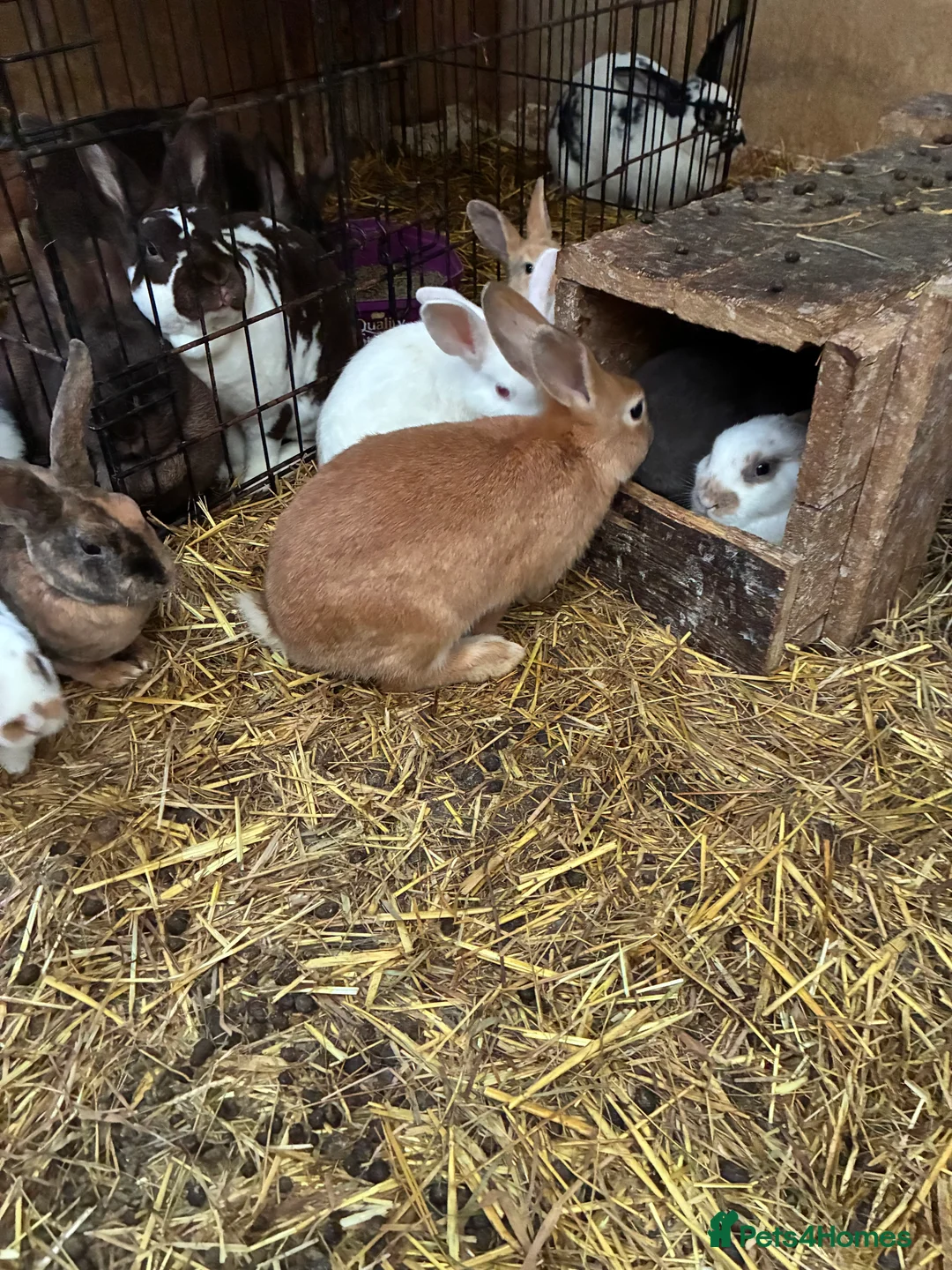 Rex rabbits for sale: Rex, velvet and mixed bunnies  - Advert 7