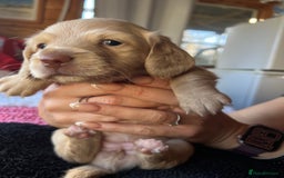 Dachshund dogs for sale:  Cream long haired miniature Dachshund - Image 10