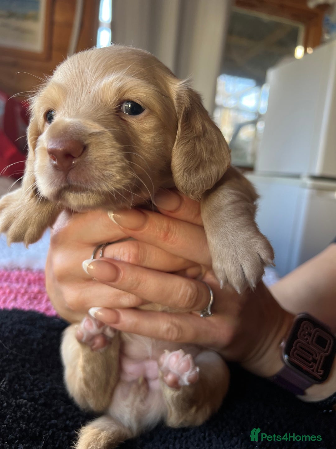 Dachshund dogs for sale:  Cream long haired miniature Dachshund - Image 10
