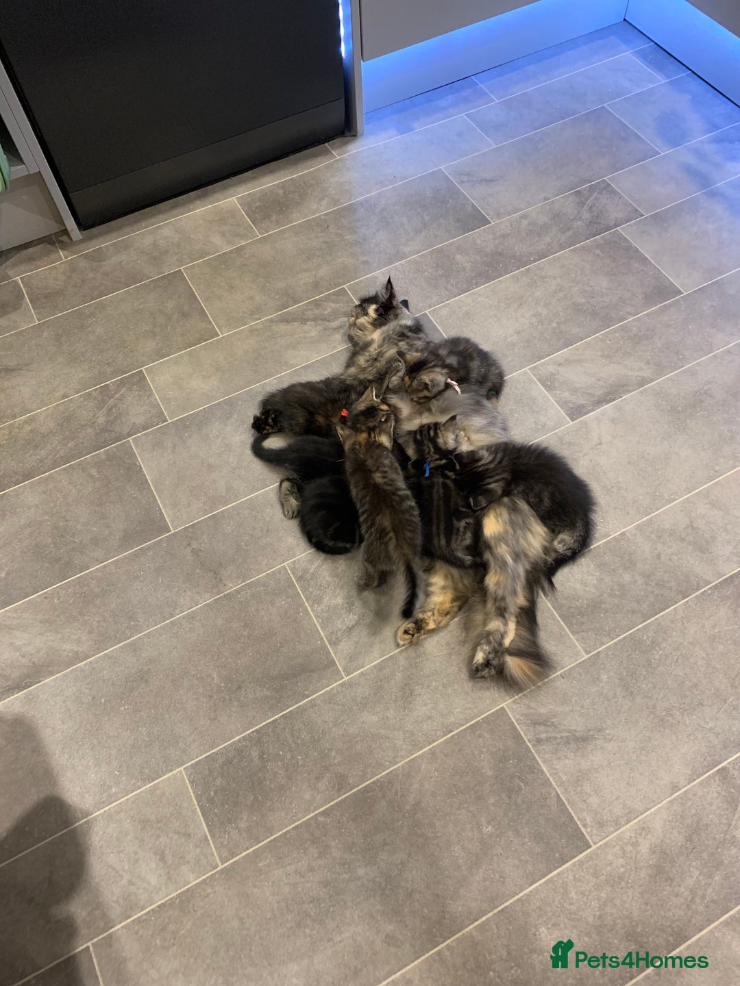 Mixed Breed cats for sale: Himalayan mixed - Image 19