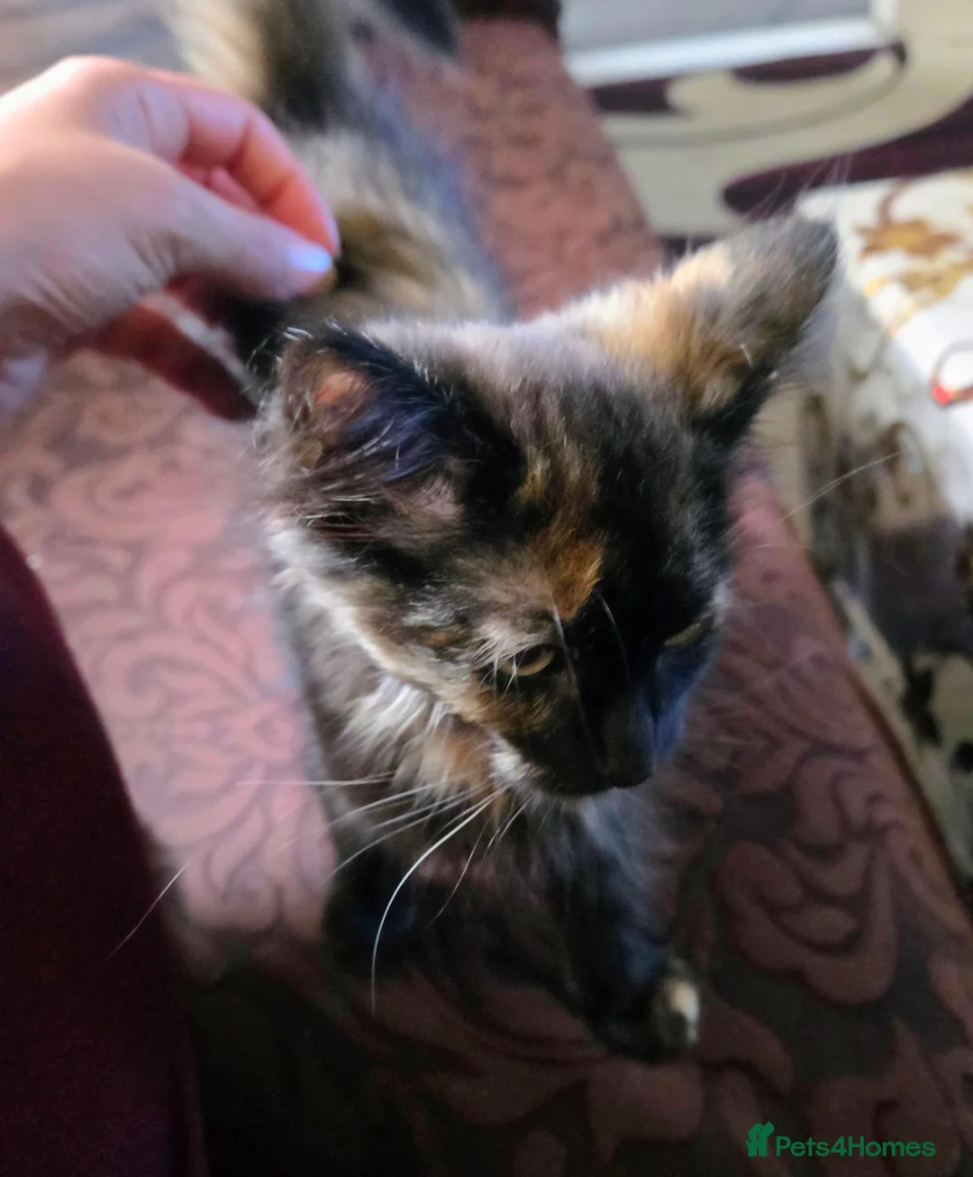 Mixed Breed cats for sale: Bella - Advert 2