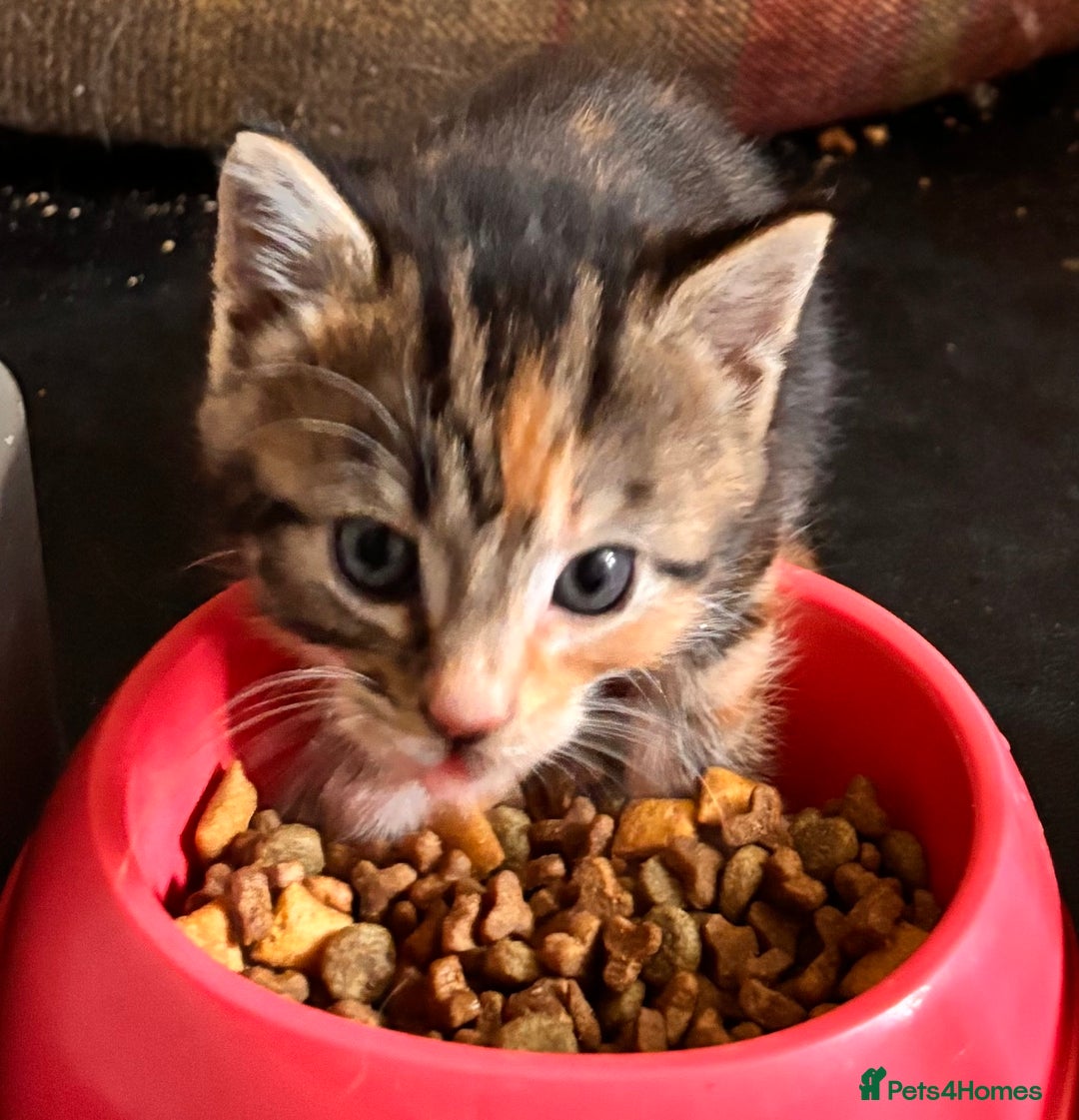 Mixed Breed cats for sale: Beautiful kittens - ONE LEFT  - Image 4