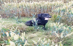 Labrador Retriever dogs for sale: RUBY Black Strong lab bitch  - Image 7