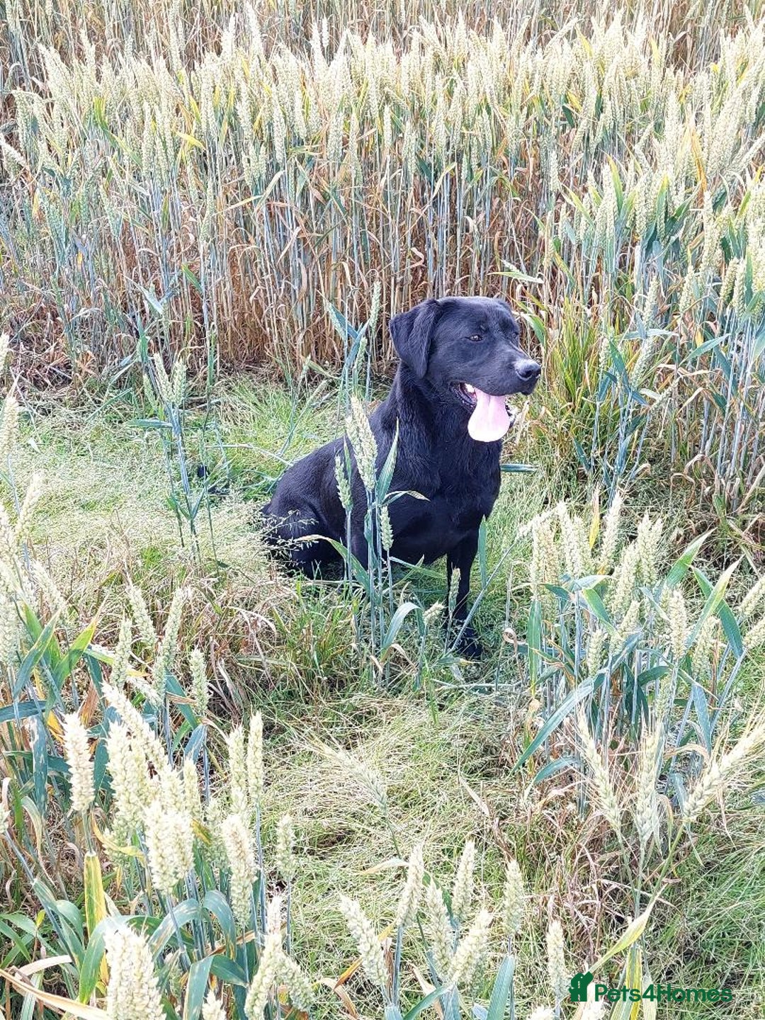 Labrador Retriever dogs for sale: RUBY Black Strong lab bitch  - Image 7
