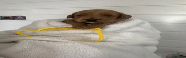 Cockapoo 4