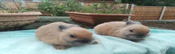 Netherland Dwarf rabbits for sale: Baby Netherland Dwarf Males - Advert 9