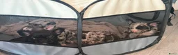 French Bulldog dogs for sale: French bull dog puppys - Advert 13