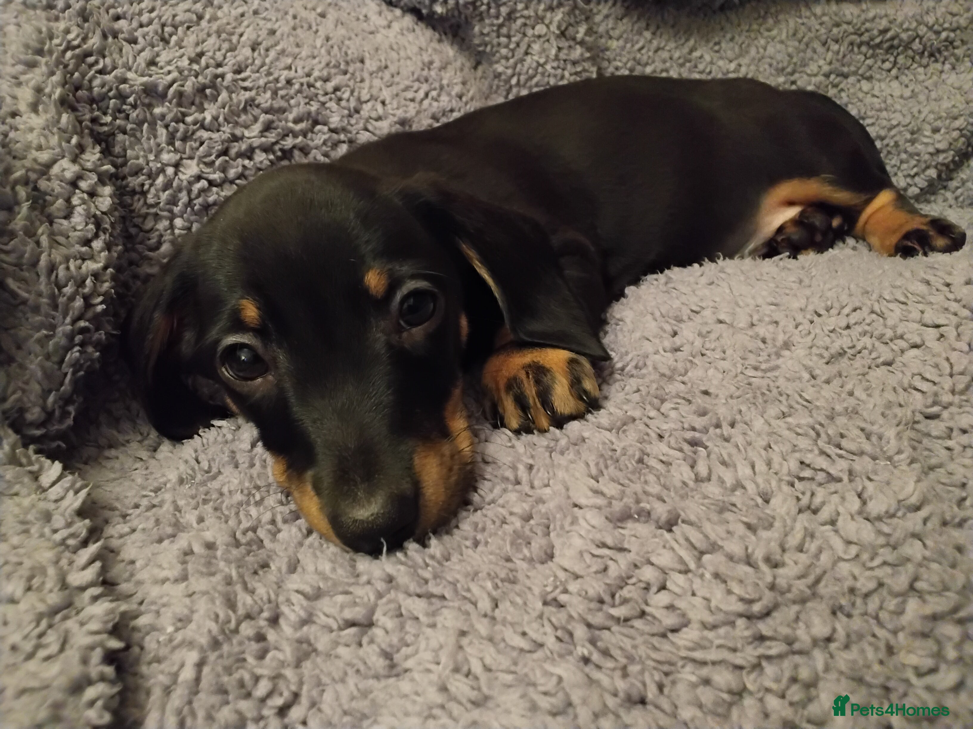 Miniature Dachshund dogs Miniature dachshund puppies - Advert 1