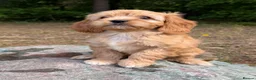 Cavapoo dogs for sale: Cavapoo *Ready Now *£1250 - Advert 9