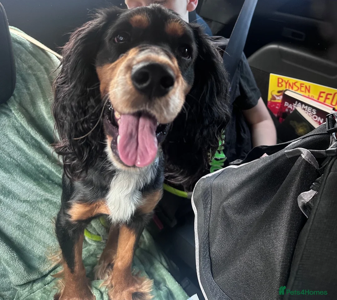 Cocker Spaniel dogs for sale: 2 year old Cocker Spaniel in Bagillt - Advert 2