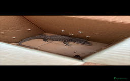 Monitor reptiles for sale: Servanah monitor  - Image 7