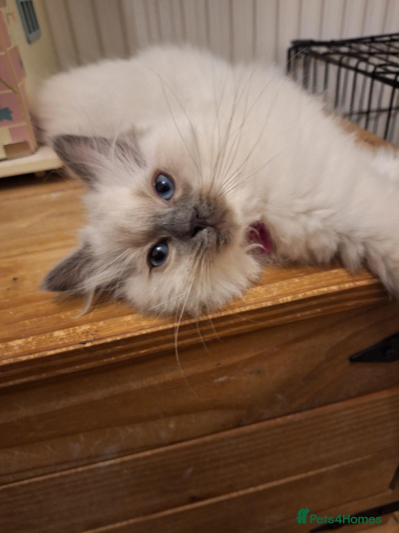 Ragdoll cats GCCF RAGDOLL KITTENS ( CHAMPION LINES) - Advert 2