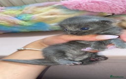Mixed Breed cats for sale: Litter of 5 beautiful grey and Smokey kittens 🐱  - Image 5
