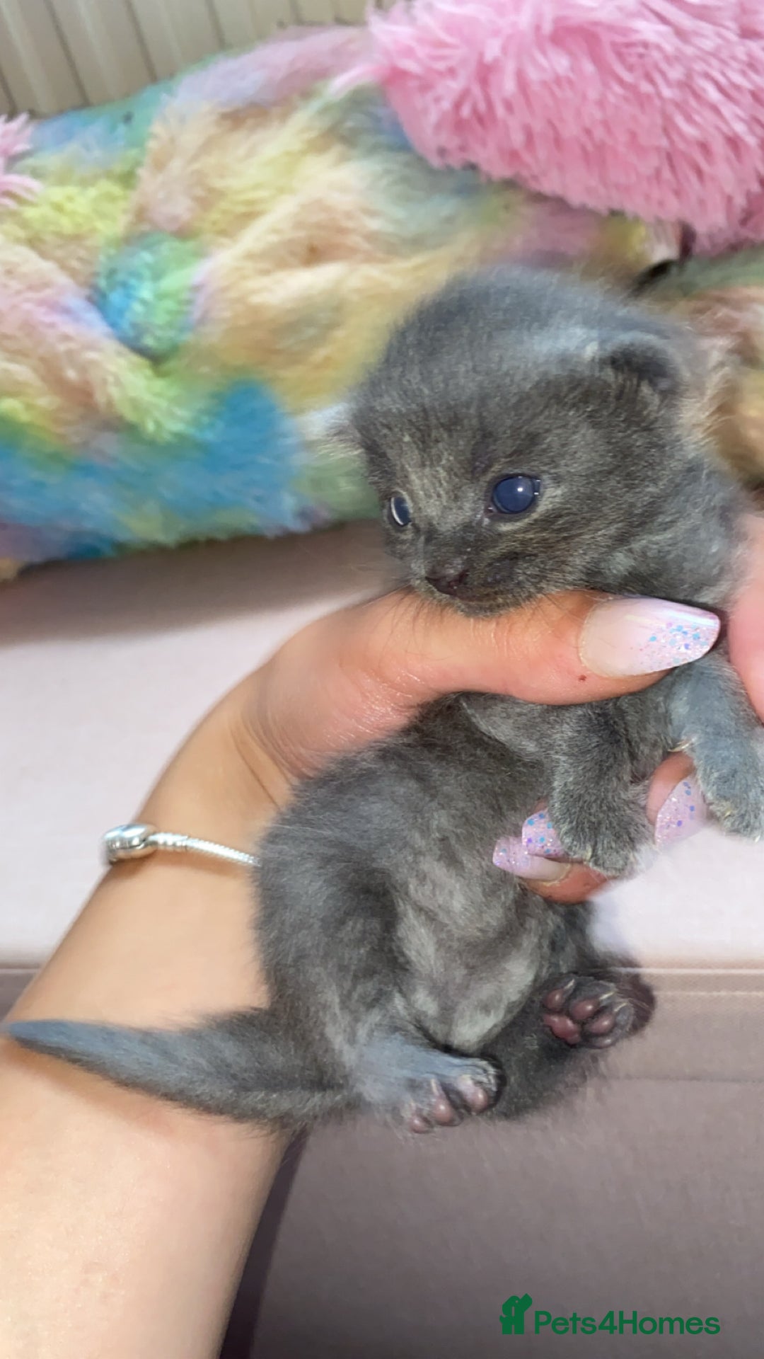 Mixed Breed cats for sale: Litter of 5 beautiful grey and Smokey kittens 🐱  - Image 5