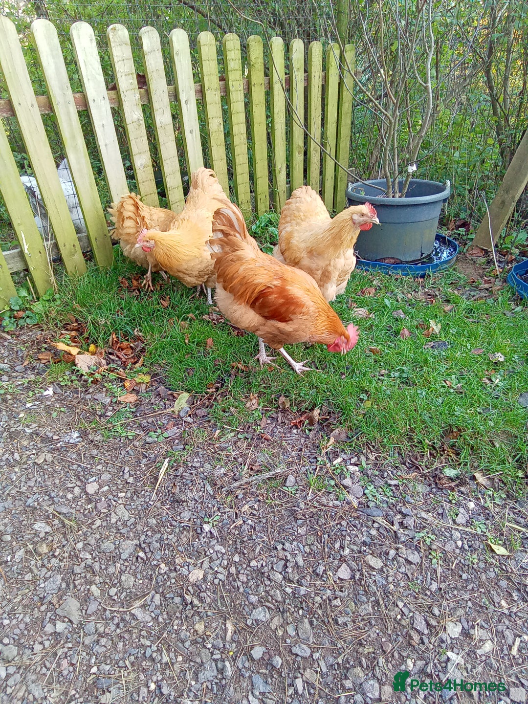 Chickens poultry for sale: 5 month old chickens - Advert 2
